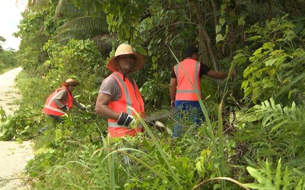 Indonesian labourers work on Noni farm