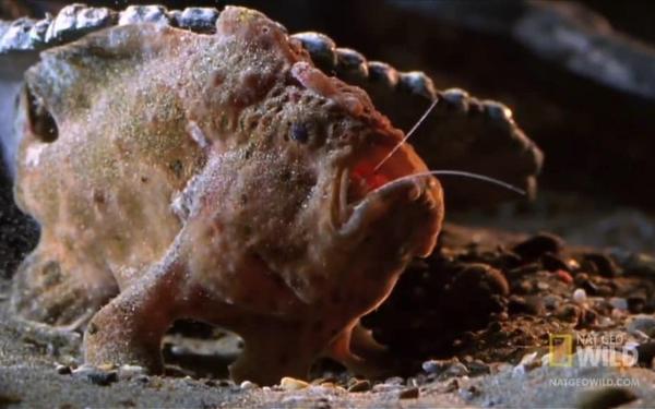Frogfish discovered at Tepa point, Avatele