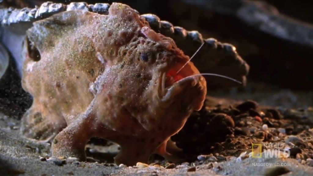 Frogfish discovered at Tepa point, Avatele