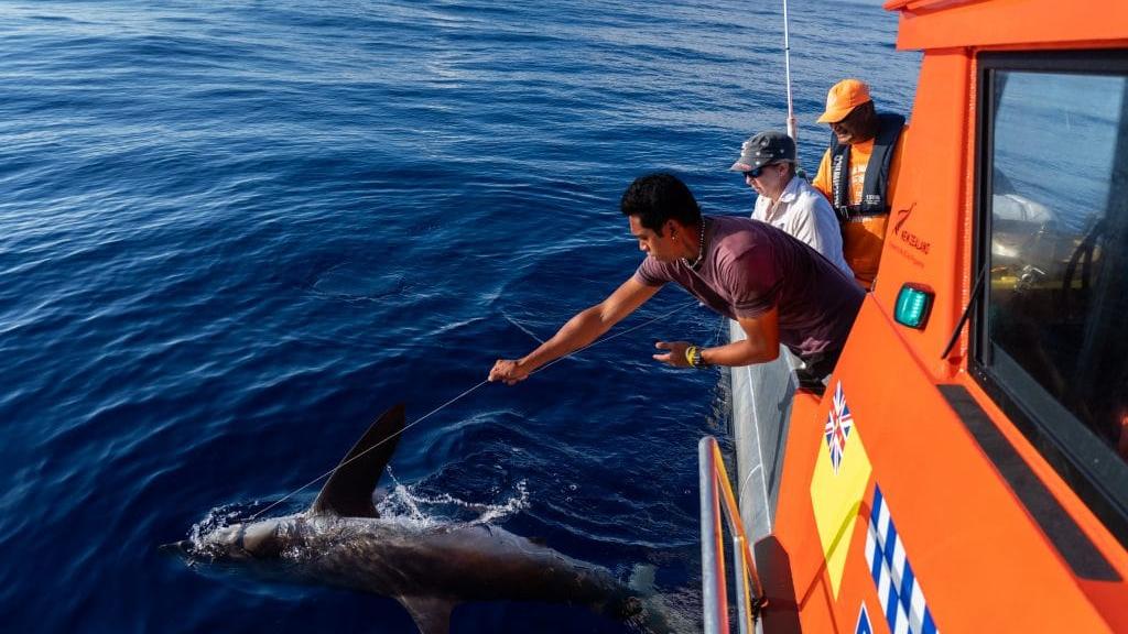 Research being carried out on sharks in Niue waters