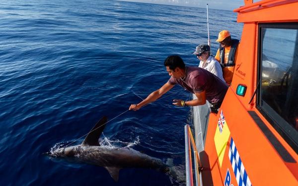 Research being carried out on sharks in Niue waters