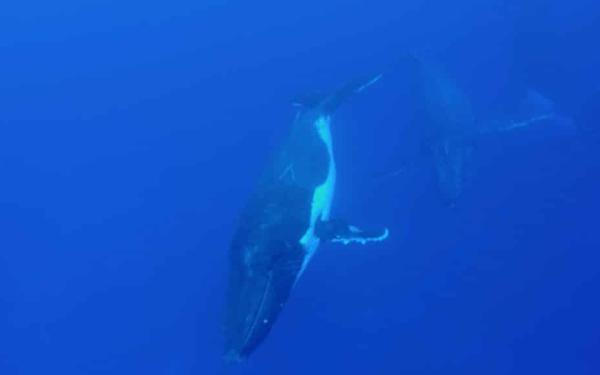 App developed for marine mammal and rare species sightings