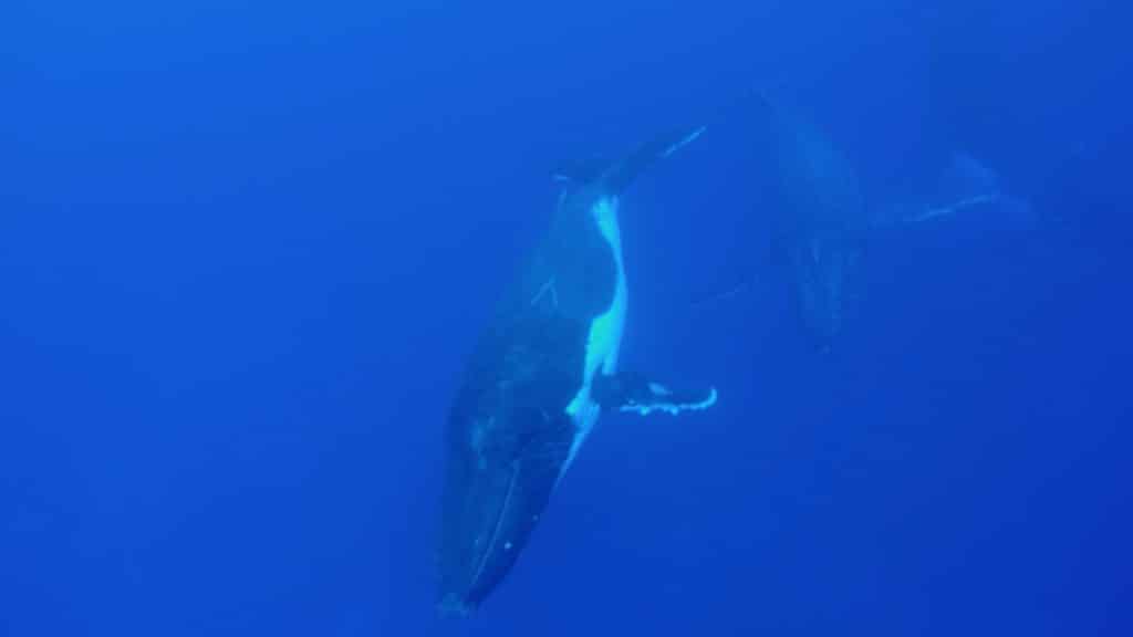 App developed for marine mammal and rare species sightings