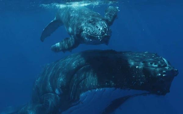New video produced on whale watching guidelines in Niue