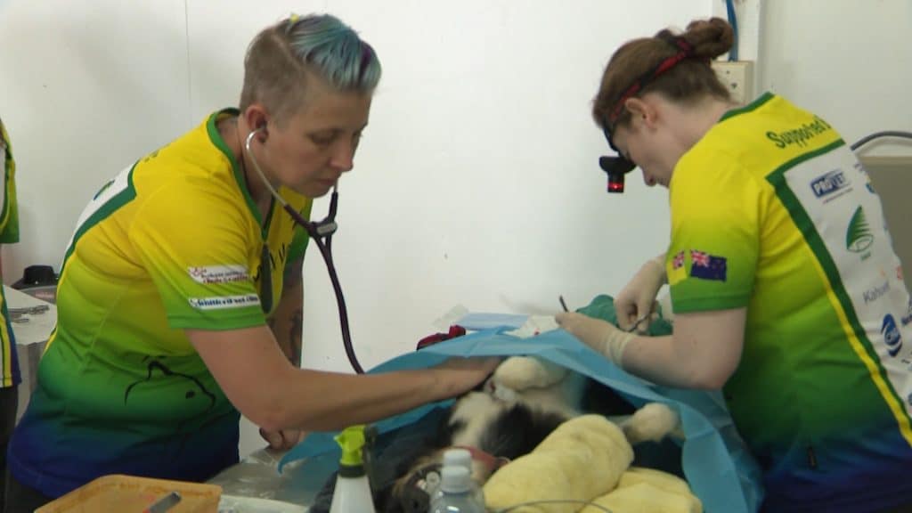 ROCK VETS to conduct free vet clinic in October