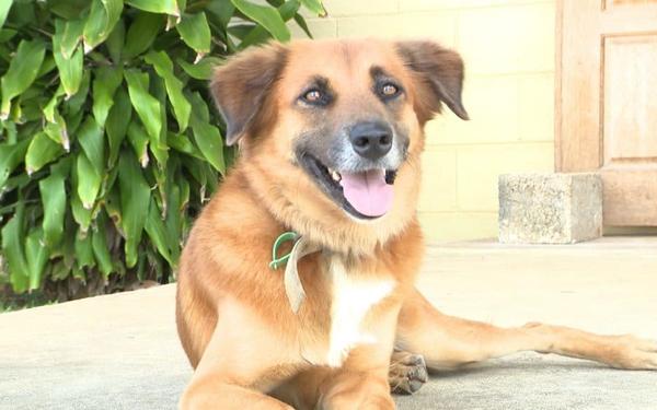 Concerns over growing number of feral dogs