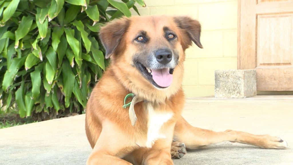 Concerns over growing number of feral dogs
