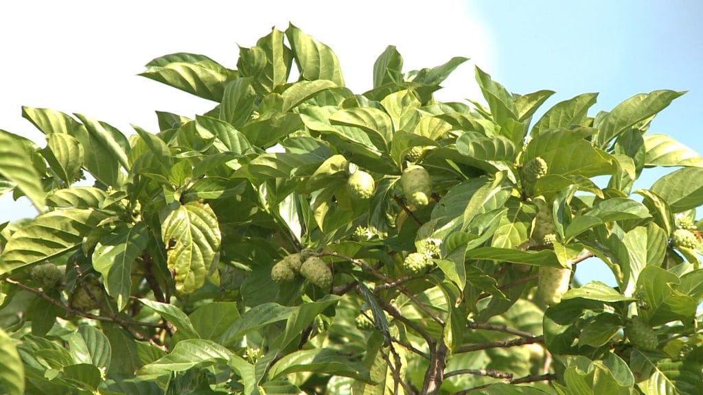 Nonu adds to Niue’s successful sectors