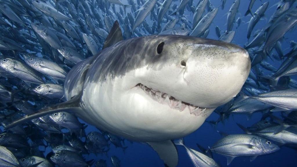 Sharks in numbers around Fish Aggravated Devices