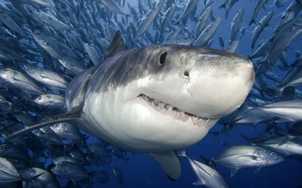Sharks in numbers around Fish Aggravated Devices