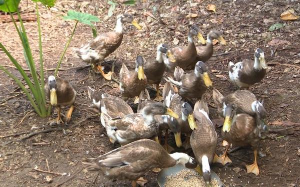 Niue may have lost its one and only celebrity ‘Trevor the duck’ but has now gained 38 new ducks