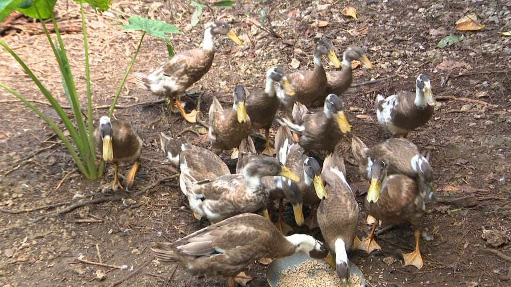 Niue may have lost its one and only celebrity ‘Trevor the duck’ but has now gained 38 new ducks