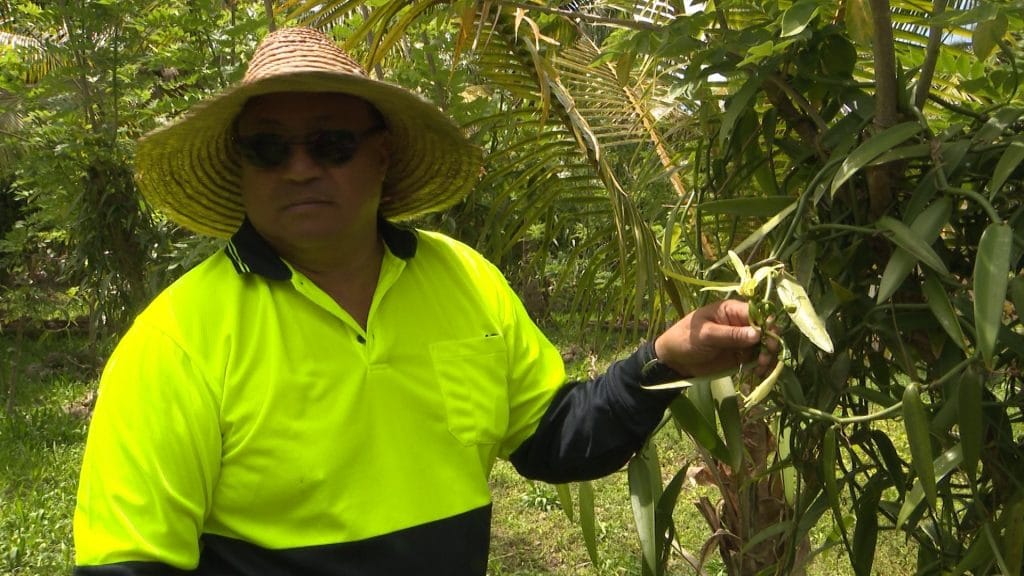 Niue Vanilla expands export markets, the latest is Russia