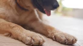 Man charged for shooting dogs