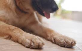 Man charged for shooting dogs