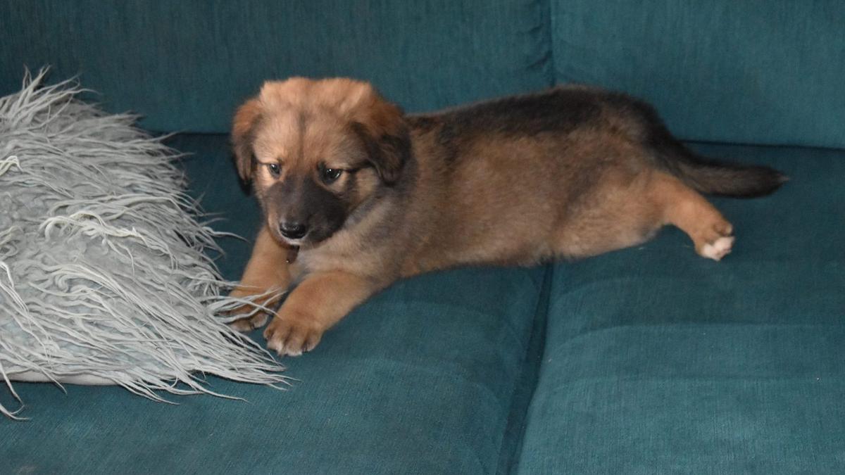 Dog control laws to be reviewed