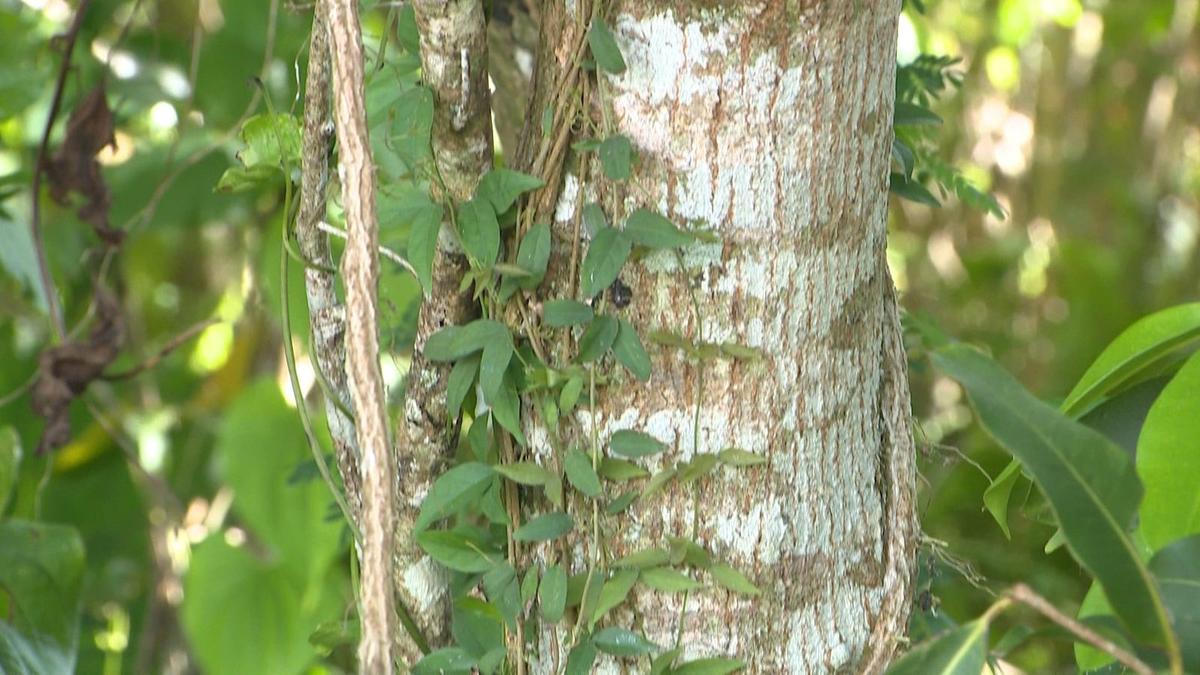 Invasive weeds to be eradicated from the island
