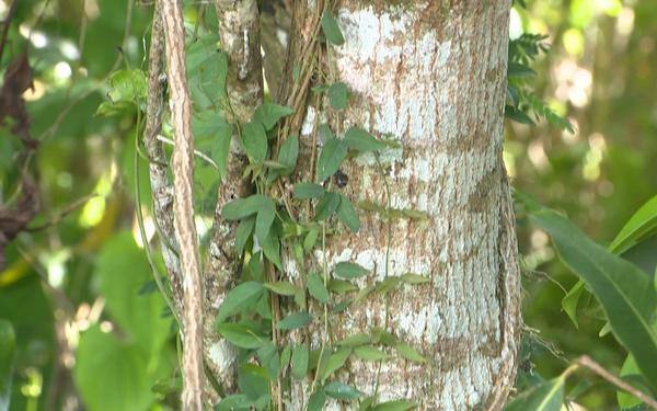 Invasive weeds to be eradicated from the island