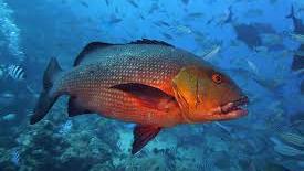 5 people treated in hospital for fish poisoning
