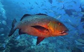 5 people treated in hospital for fish poisoning