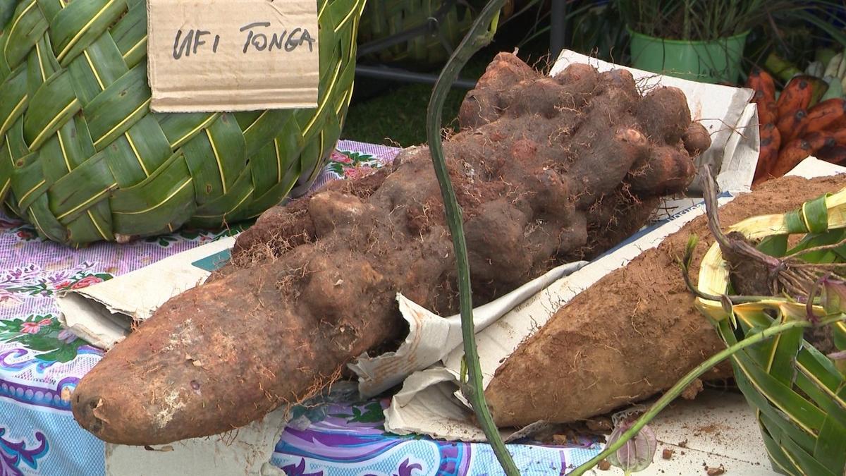 Niuean Scouts use yam for traditional prediction of cyclones