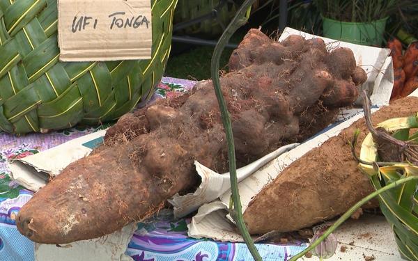 Niuean Scouts use yam for traditional prediction of cyclones