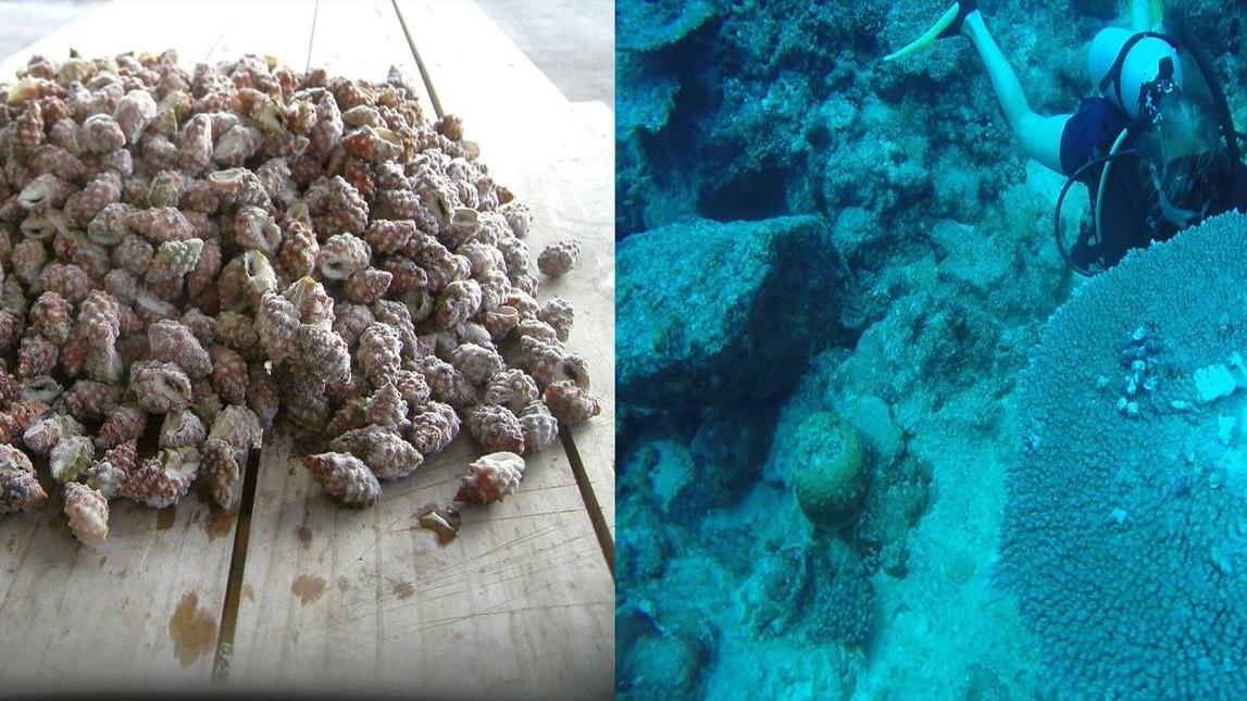 The Coral Reef Restoration Project – growing coral and getting rid of the predators