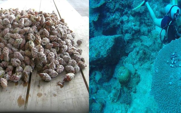 The Coral Reef Restoration Project – growing coral and getting rid of the predators