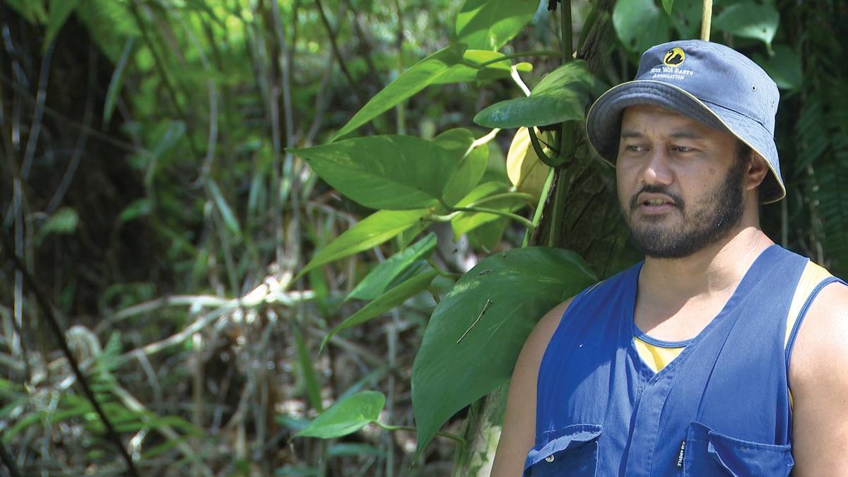 Village communities asked to help eradicate invasive species like the taro leaf vine