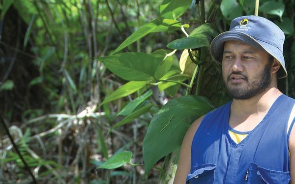 Village communities asked to help eradicate invasive species like the taro leaf vine