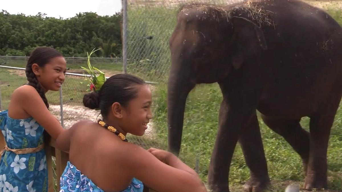 Children in Niue hope to see Anjalee on live cam before she leaves Auckland Zoo.