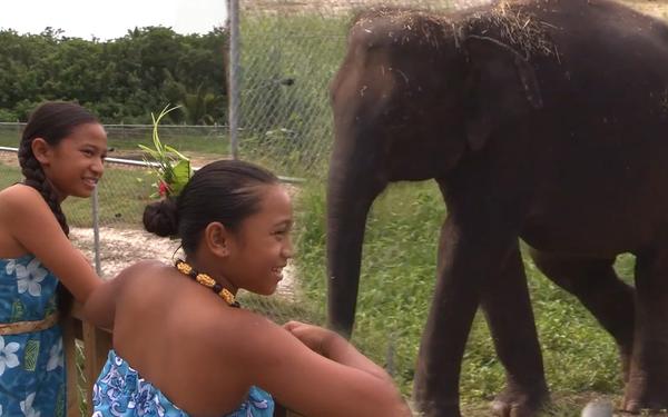 Children in Niue hope to see Anjalee on live cam before she leaves Auckland Zoo.