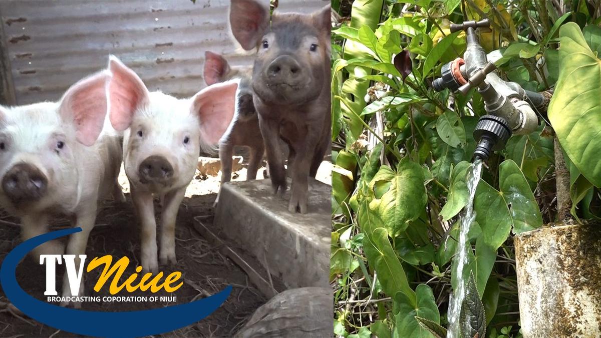 The water problems continue as officials warn against wasting water in pigsties