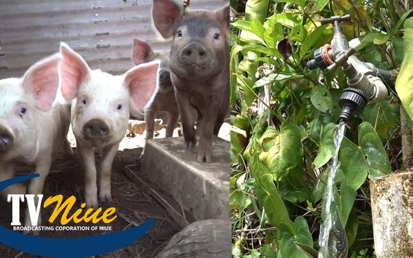 The water problems continue as officials warn against wasting water in pigsties