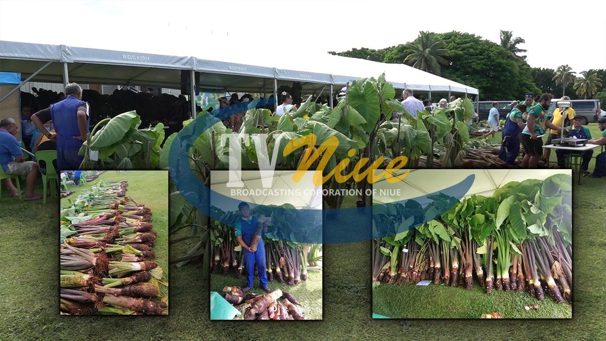 Successful Inaugural Niue Taro Festival; a first of its kind