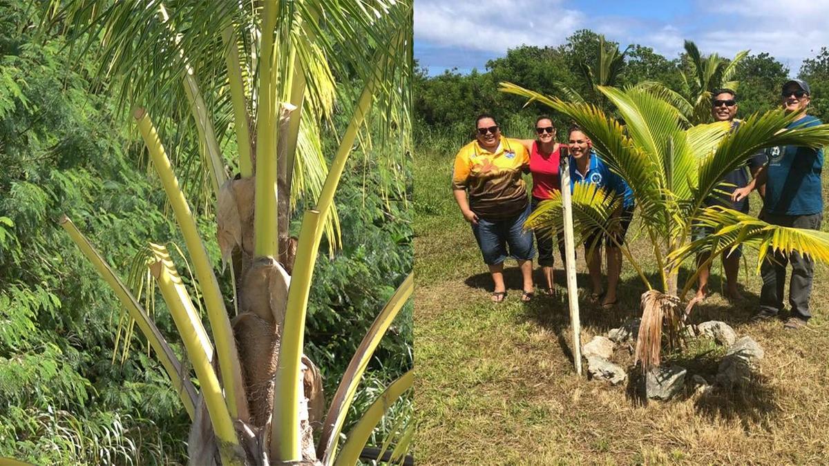 FYI – It’s about Uilasoni the coconut from Beveridge Reef