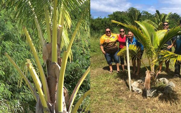 FYI – It’s about Uilasoni the coconut from Beveridge Reef
