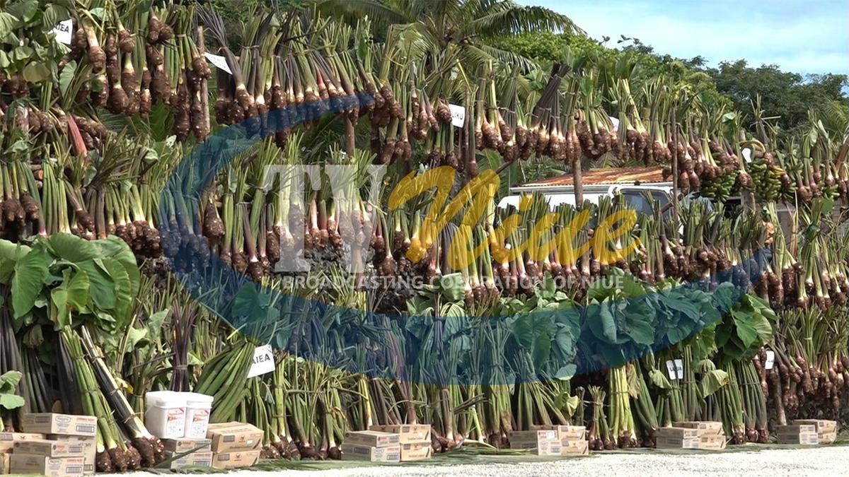 An impressive Galue Fafau for the official opening of Fale Fono II
