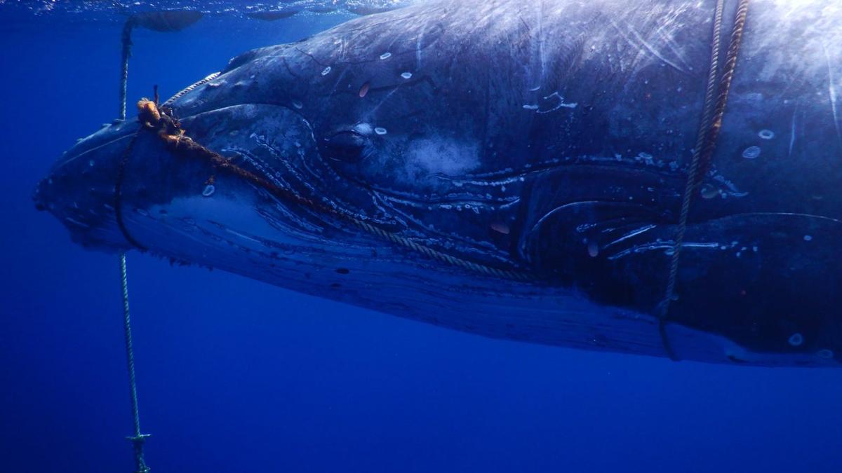 Whale in distress rescued by local fisherman and fisheries crew