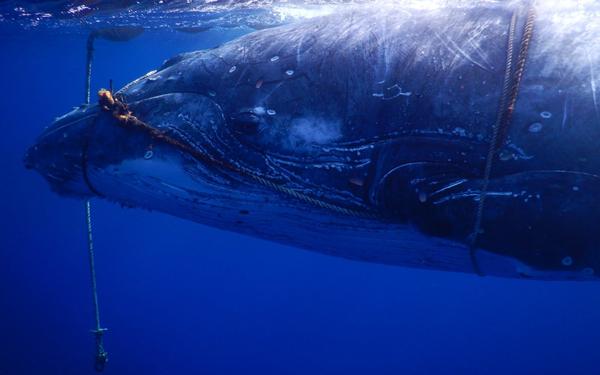 Whale in distress rescued by local fisherman and fisheries crew