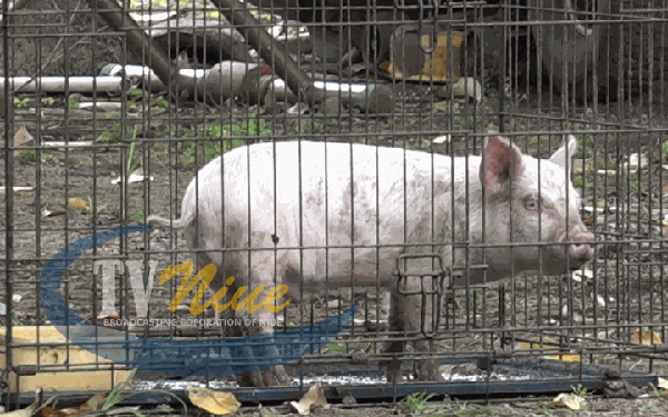 <strong>Raising awareness on pig farming and management practices </strong>