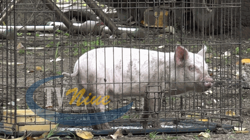 <strong>Raising awareness on pig farming and management practices </strong>