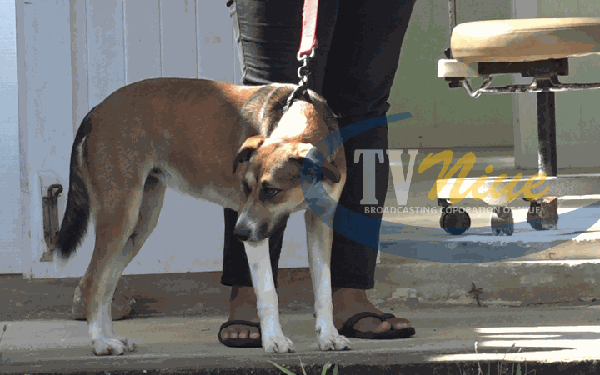 Public urged to help decrease the growing number of feral dogs