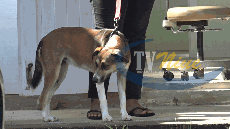 Public urged to help decrease the growing number of feral dogs