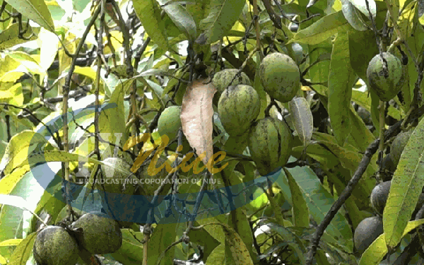 Niue welcomes fruitful season of mangoes after 10 years stagnant