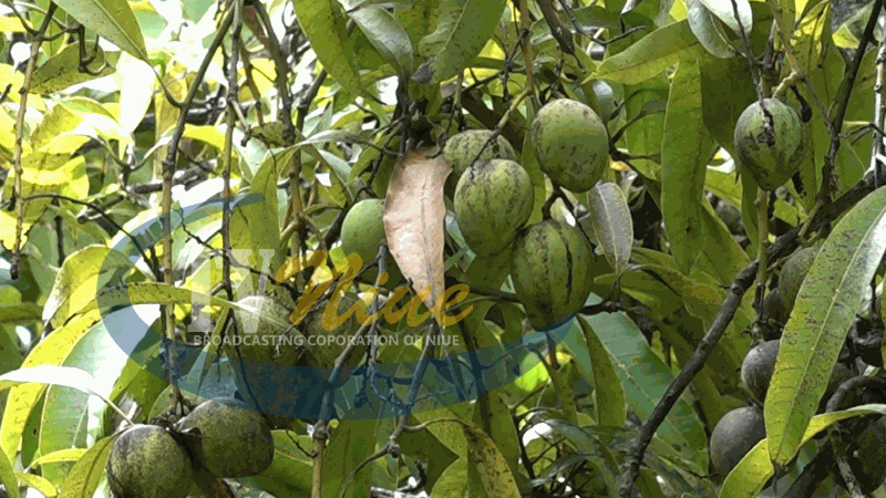 Niue welcomes fruitful season of mangoes after 10 years stagnant