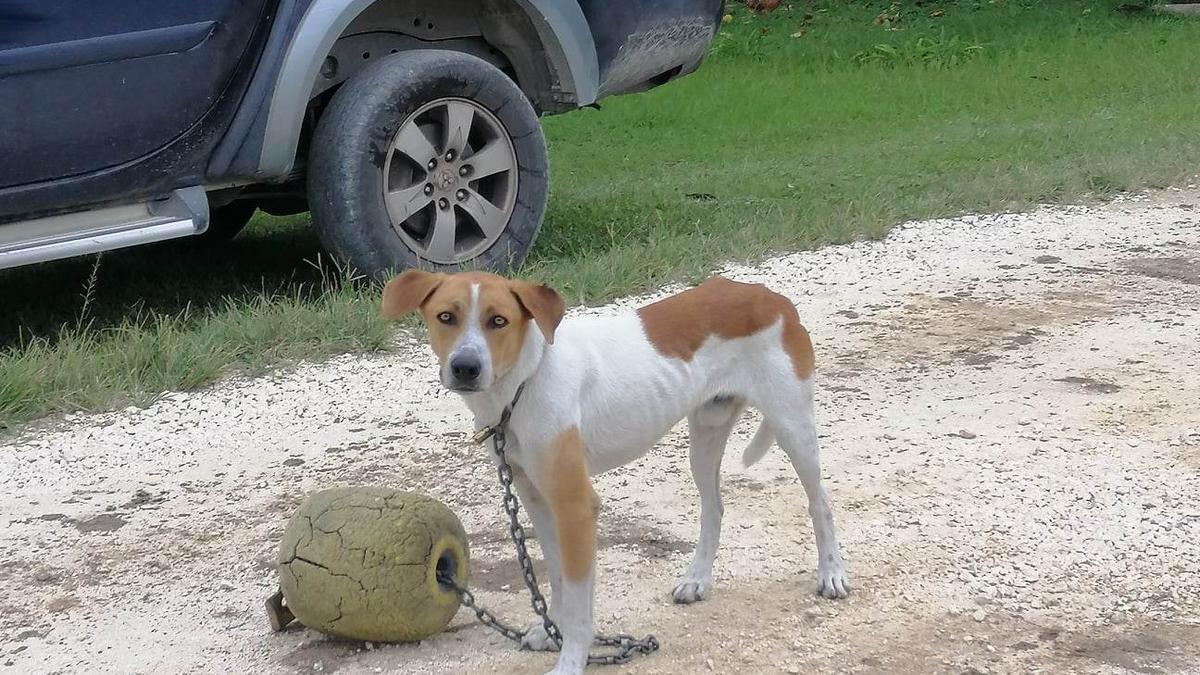 Animal cruelty and abandonment are ignored on the island as the Police call for dogs to be registered