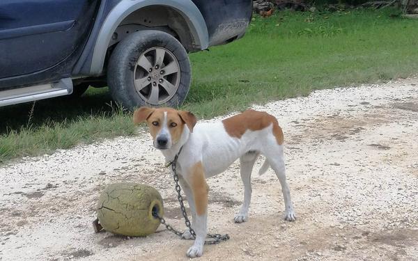 Animal cruelty and abandonment are ignored on the island as the Police call for dogs to be registered