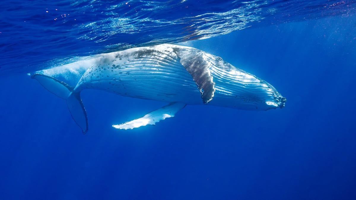 Humpback whales return early this year