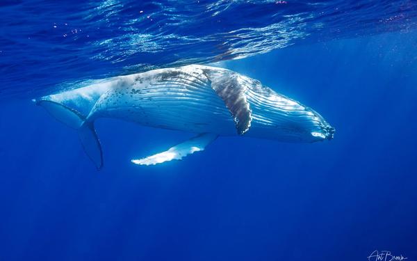 Humpback whales return early this year